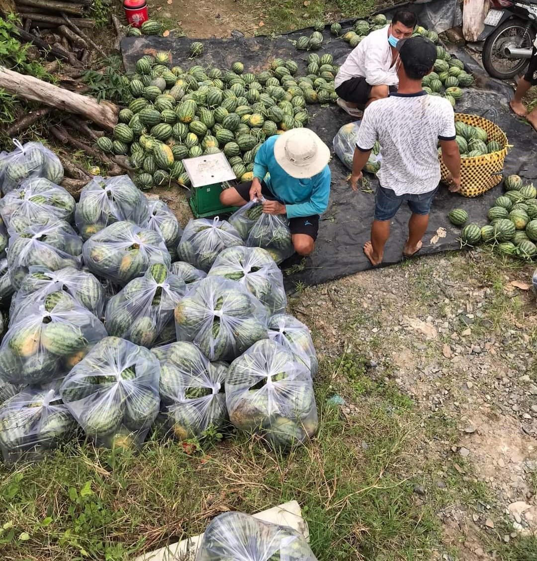Niềm vui của người trồng dưa hấu do năm nay trúng giá.
