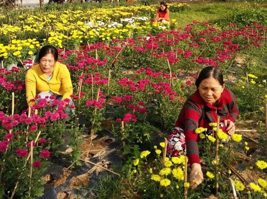 Mô hình "Vườn an sinh" của Hội LHPN xã An Thạch, huyện Tuy An (Phú Yên), nhằm gây quỹ giúp đỡ phụ nữ và trẻ em nghèo tại địa phương.