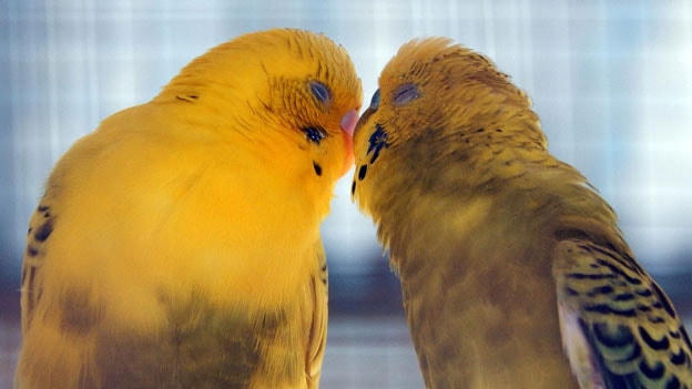 Chim tình yêu (Chi két mẫu đơn).