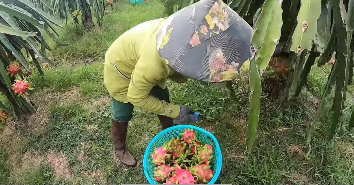 Nông dân buộc phải cắt thanh long vì tới thời điểm chín rộ.