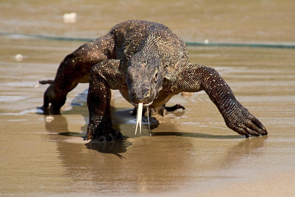 Rồng Komodo tại Vườn Quốc gia Komodo ở Indonesia. Ảnh: AP.