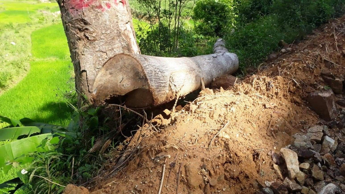 Cây cối có đường kính lớn bị đốn ngã nằm xuống đất.