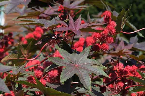 Cây thầu dầu (Ricinus communis) có chứa chất ricin cực độc. Chất ricin gây chết người bởi nó can thiệp vào quá trình trao đổi chất của tế bào cần thiết để duy trì sự sống. Nạn nhân có thể nôn mửa, tiêu chảy và co giật một tuần trước khi chết vì suy tạng.