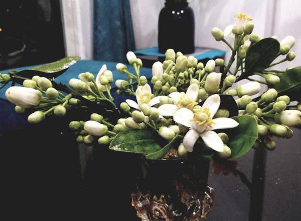 Chị Trang (Hà Nội) cho biết: “Mùi thơm man mát của hoa bưởi lan tỏa trong nhà khiến mình cảm thấy thoải mái vô cùng, tinh thần làm việc cũng khoan khoái nên cứ đến mùa hoa bưởi là trong nhà, trên bàn làm việc tràn ngập sắc trắng luôn”.