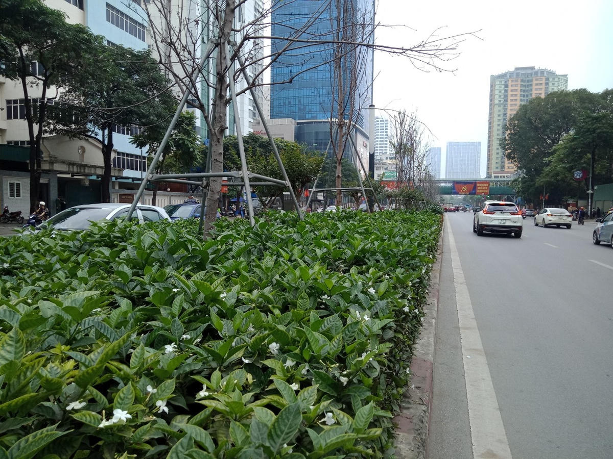 Phương án 2: Trồng đan xen giữa 1 cây bàng lá nhỏ có đường kính thân cây 10- <15cm; chiều cao vút ngọn 6-8m và 1 cây cọ dầu đường kính 40-60cm, chiều cao lộ thân ≥ 2m.