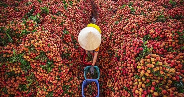 Mùa vải thiều ở Lục Ngạn.