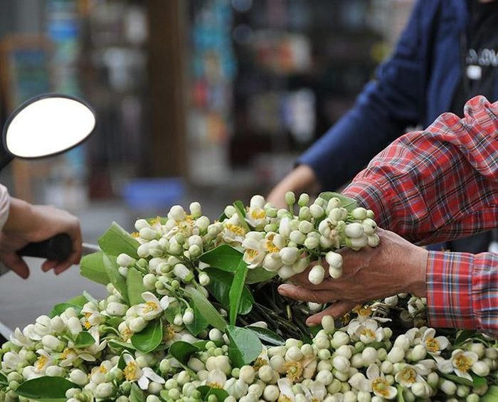 Chị Lan làng bưởi Diễn, Hà Nội cho biết: Đầu mùa, giá hoa bưởi khá cao khoảng 15.000 đồng/bó, bình quân mỗi ngày chị bán từ 3 - 5 kg hoa bưởi.