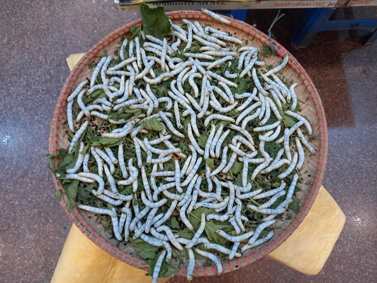 Nong tằm đang trong thời kỳ ăn dâu.