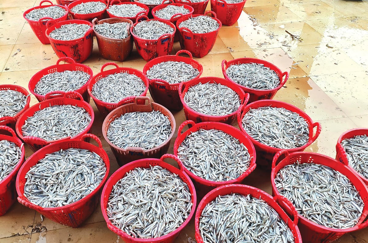 Những sọt cá cơm tươi rói.  