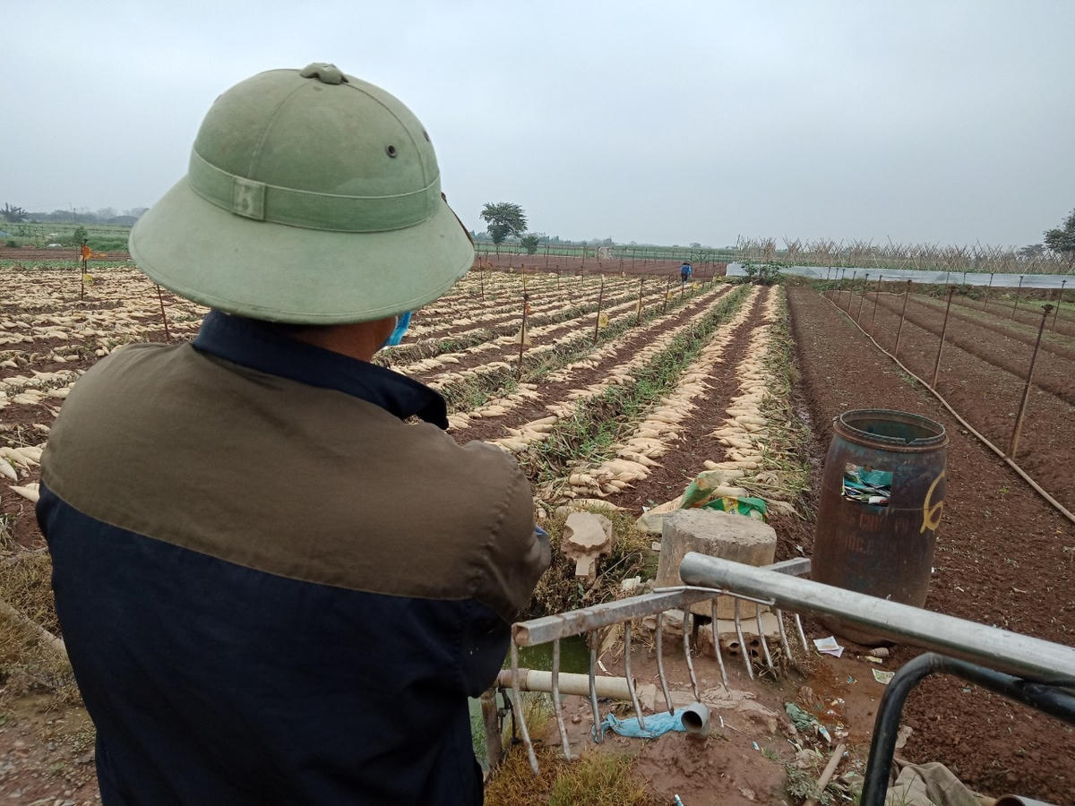 Người đàn ông đứng trầm tư bên ruộng củ cải vừa mới nhổ bỏ.