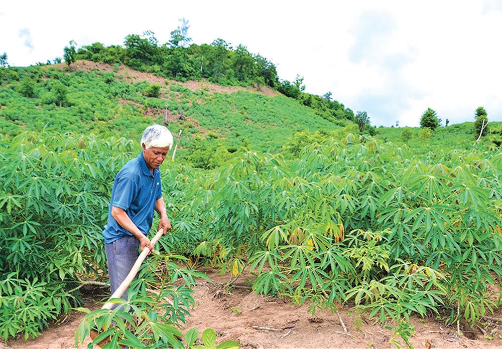Già làng Hồ Văn Hảo chăm sóc rẫy sắn của gia đình.
