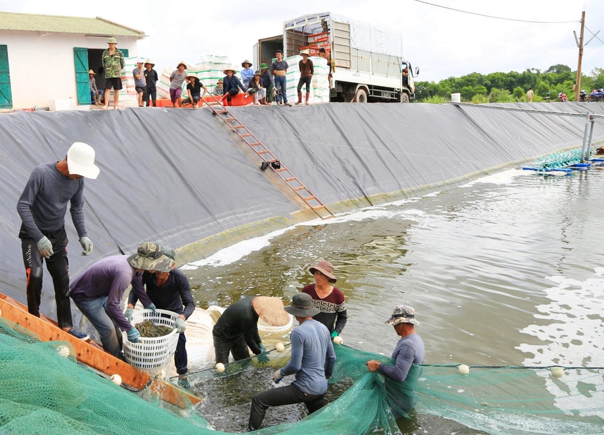 Nông dân xã Hải Lạng (huyện Tiên Yên) thu hoạch tôm. Ảnh: Nguyễn Thanh