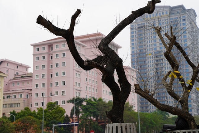 Trao đổi với phóng viên, ông Ma Kiên Ngọc, Giám đốc Công ty tư vấn thương mại Thành Công Xanh, là đơn vị được giao quản lý và chăm sóc hàng cây sưa cho biết: "Một số cây sưa đã có hiện tượng khô héo, khẳng khiu và không còn sức sống. Vì đây là loại cây có giá trị cao nên công ty phải chờ giám định từ các ban ngành và chủ đầu tư thì mới có biện pháp để xử lý".  
