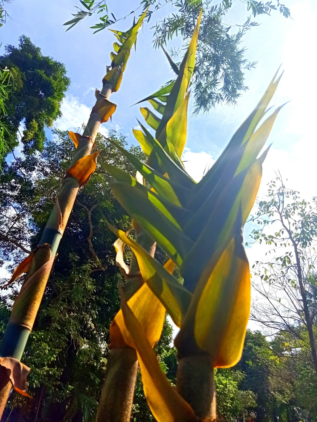 Nhớ đọt măng tre ngày cũ