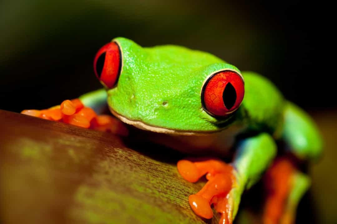 Ánh mắt đỏ rực của ếch cây - loài ếch xanh đầy sức sống này là một cử chỉ phòng thủ được thiết kế để xua đuổi những kẻ săn mồi tiềm tàng.  