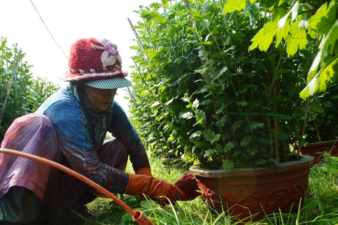Nhân công đang quét sơn lại các chậu hoa để chuẩn bị bán Tết.