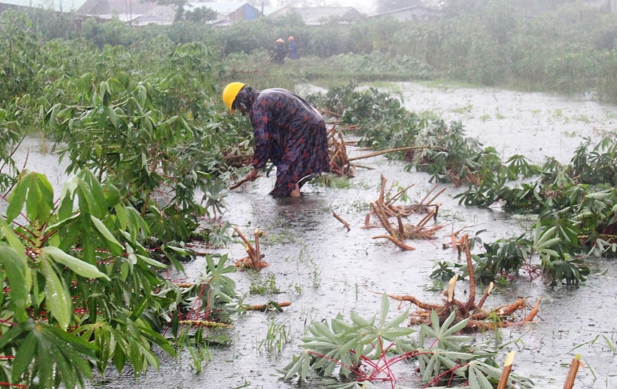 Ông Tuấn tranh thủ sắn bị ngập nước.