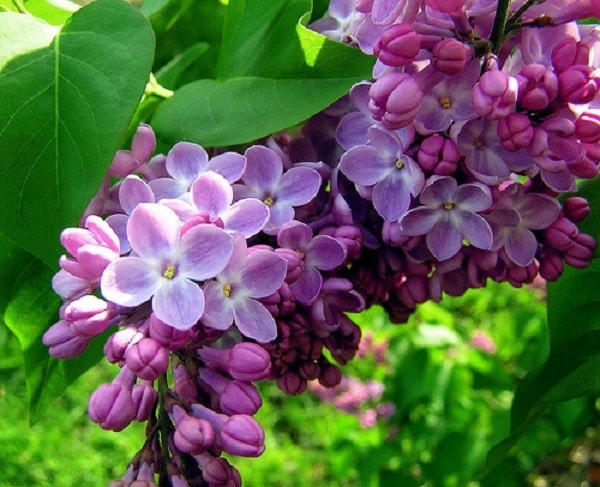 [ẢNH] Những vườn hoa đẹp tuyệt vời 'hút' khách du lịch