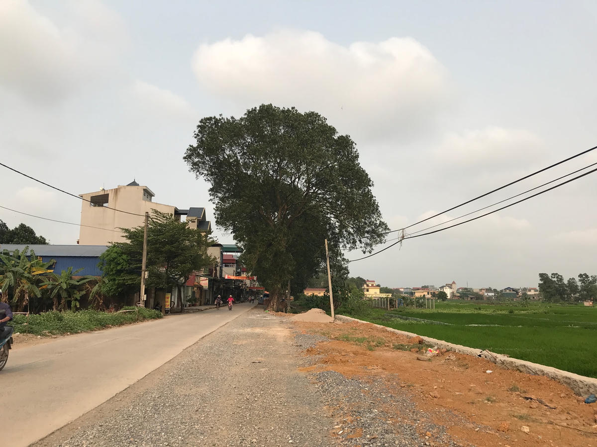 Những vạt cỏ cứ mất dần dưới những bóng cây. Ảnh: Hoàng Thu.