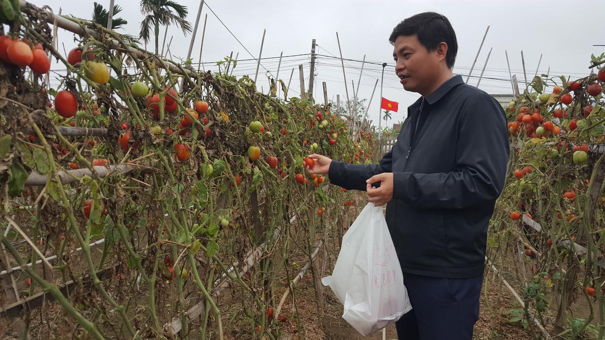 Ông Hoàng Quang Tuyến, Phó trưởng Phòng Nông nghiệp huyện Nghĩa Hưng (người trong ảnh) cho biết vụ này toàn huyện trồng khoảng 480 ha cà chua. Gần một nửa trong số này đang trong thời kỳ thu hoạch.