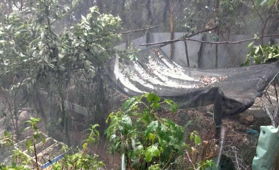 Mưa đá gây thiệt hại các vườn sâm Ngọc Linh ở xã Trà Linh.