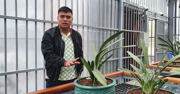Bùi Hữu Giang từng gây tiếng vang với giao dịch lan đột biến có giá 250 tỷ đồng