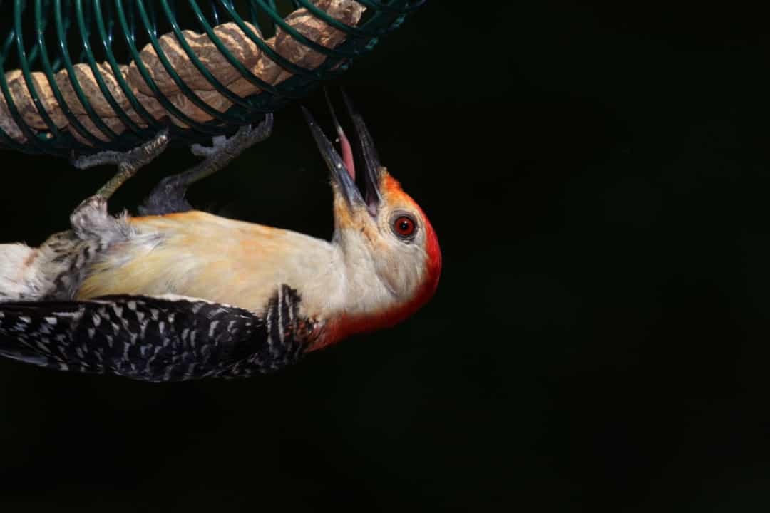 Động vật hoang dã: Những chiếc lưỡi đặc biệt và hữu dụng