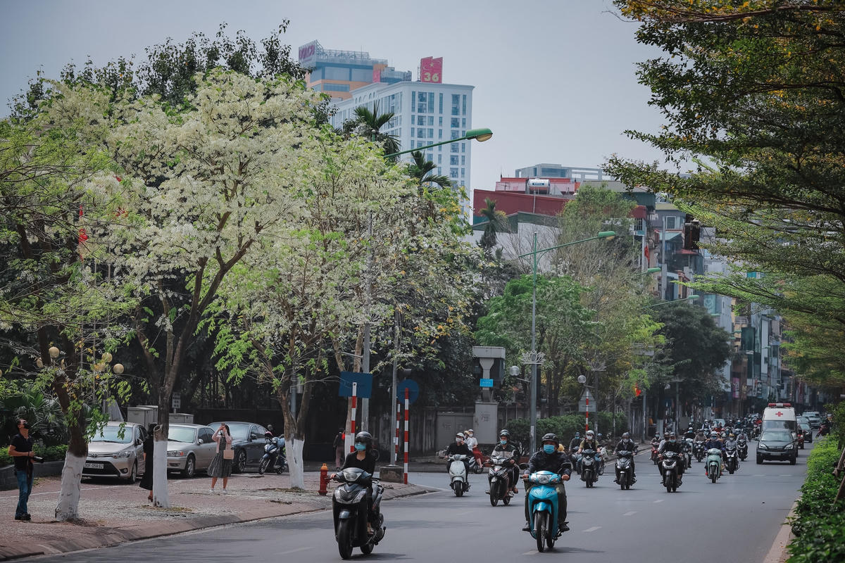 Hà Nội cứ đến độ cuối tháng 2, đầu tháng 3 là lúc hoa Sưa bừng nở. Với sắc trắng tinh khiết của hoa Sưa làm cho Thủ Đô trở nên yên bình và nhẹ nhàng một cách lạ lùng. Ảnh: Phạm Anh.