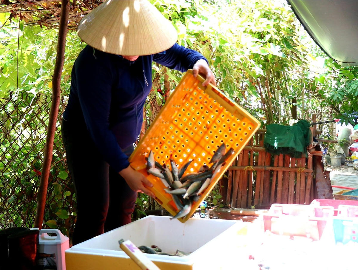 Để có kinh phí mua cá nục về chế biến, Nhóm thiện nguyện "Chung tay Phú Hải" đã đứng ra vận động các nhà hảo tâm trong và ngoài nước hỗ trợ.