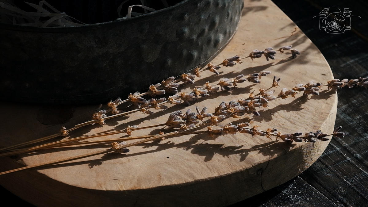 Hoa Lavender sau khi được ép. Ảnh: NVCC. 