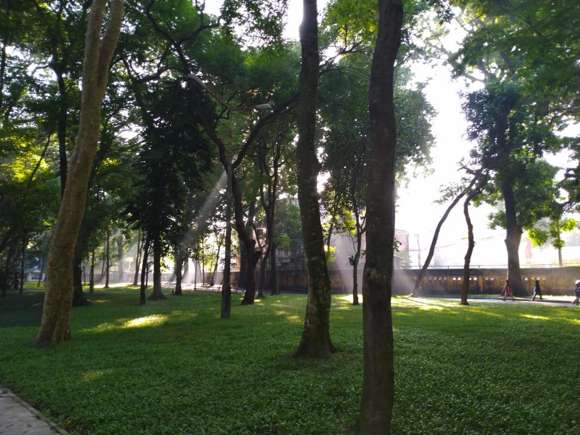 Cây xanh chính là lá phổi trong thành phố.