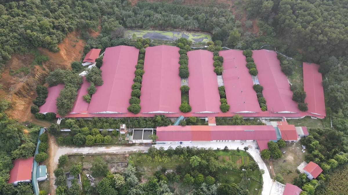 Trang trại chăn nuôi lợn của ông Nguyễn Xuân Dũng nằm trong phạm vi thôn Hương Canh.