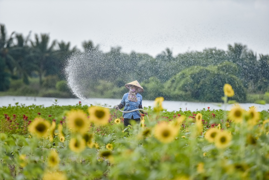 Rủ nhau check in đồi hoa mặt trời tại Eco Park