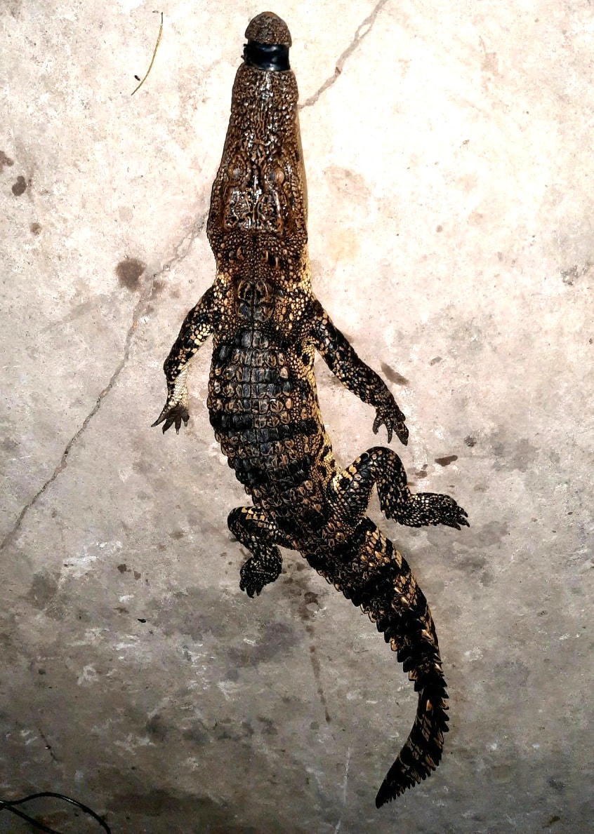 Con cá sấu nặng gần 8 kg.