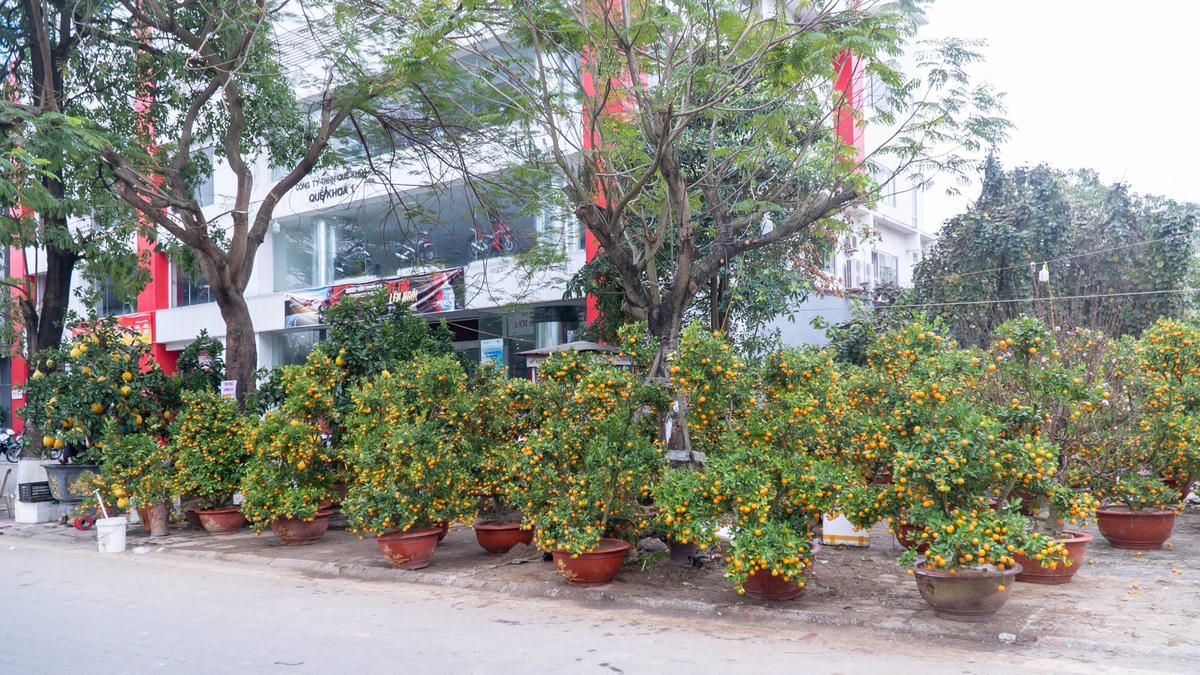 Dù đã là 30 Tết song những chậu quất cảnh vẫn “nằm im” chờ khách đến.