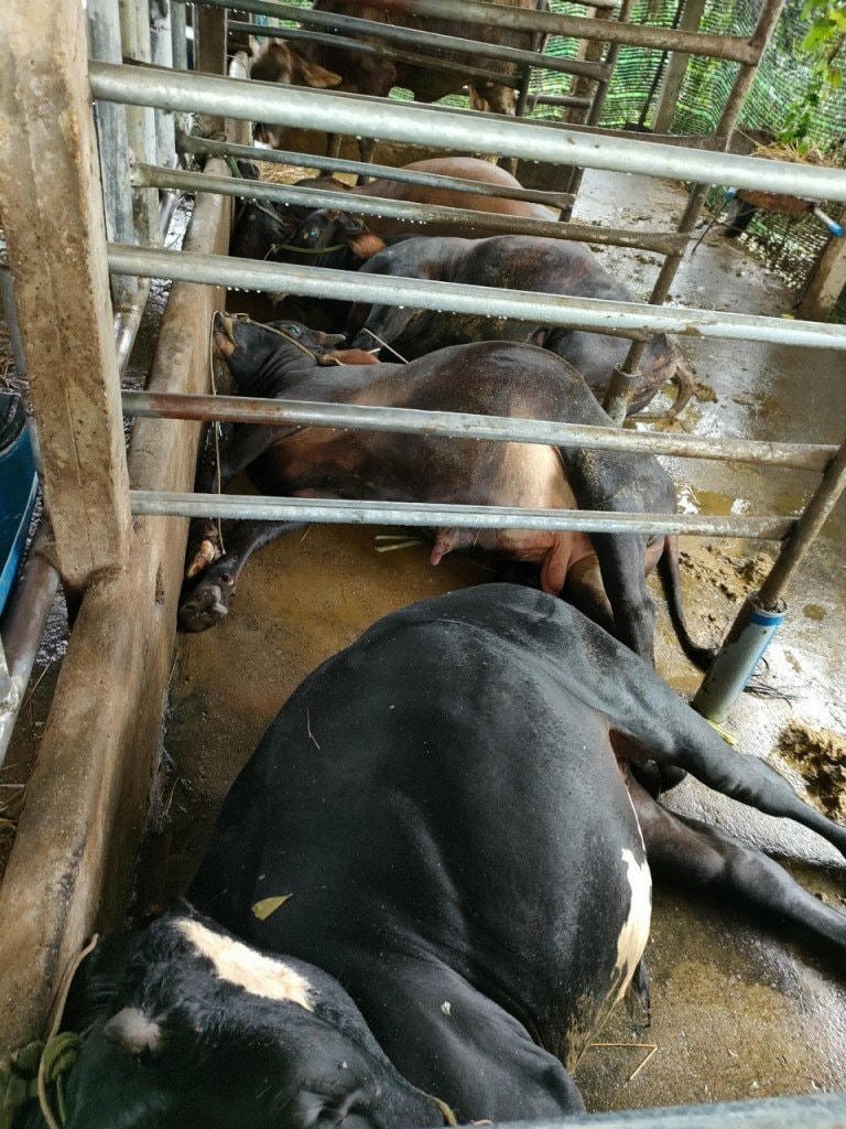 Sét đánh chết 4 con bò trong chuồng của người dân.