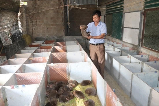Làm giàu nhờ nuôi dúi