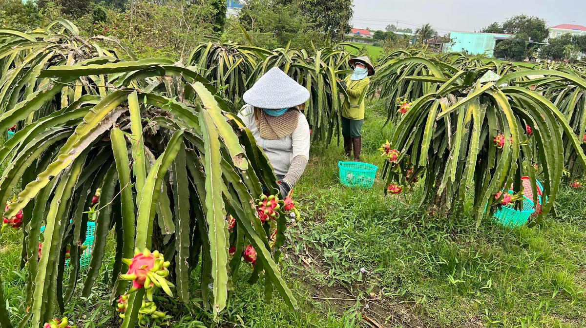 Nông dân miền Tây Nam bộ thu hoạch thanh long nhưng không bán được.