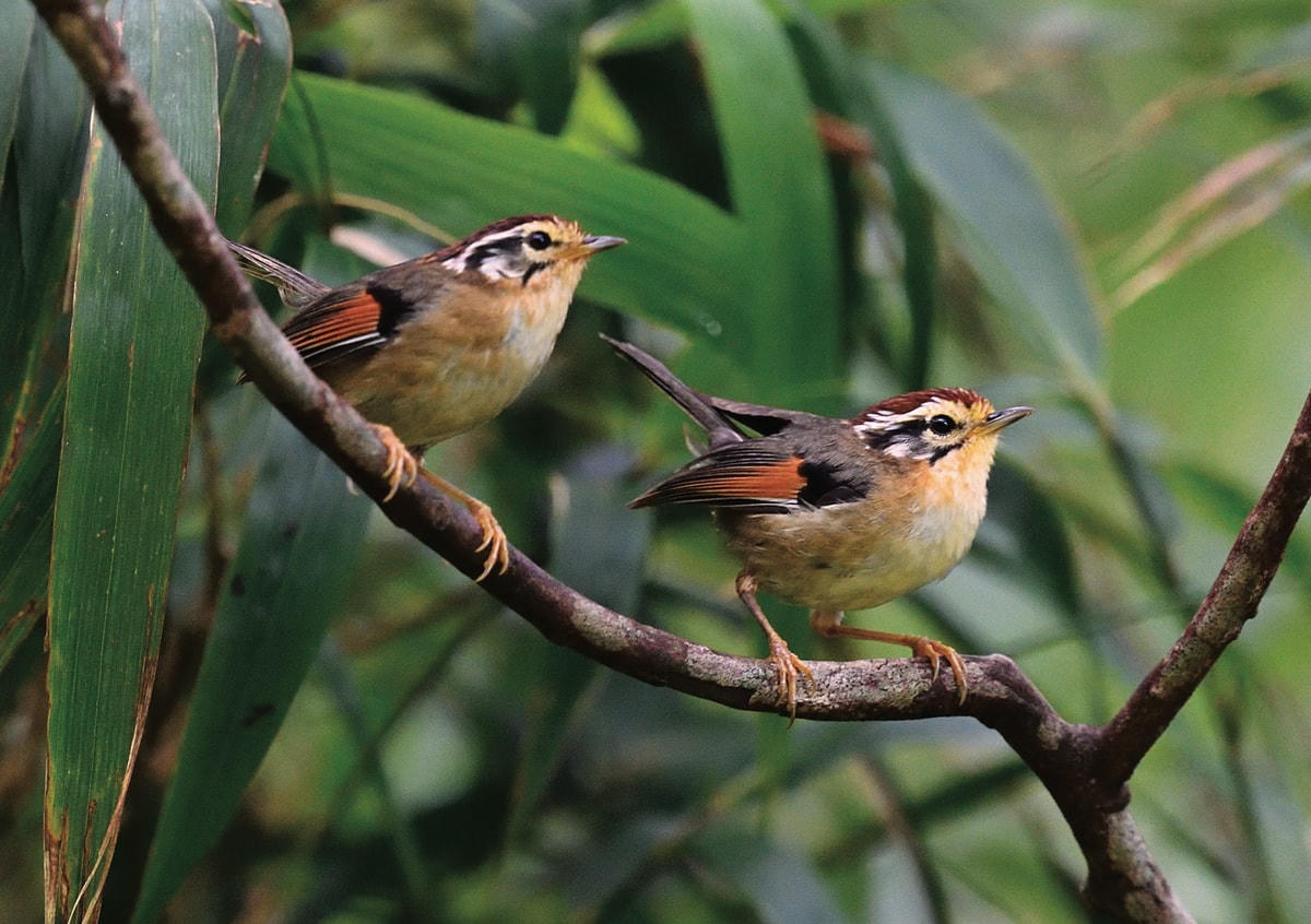 [ẢNH] Khám phá những loài chim xinh đẹp ngỡ ngàng
