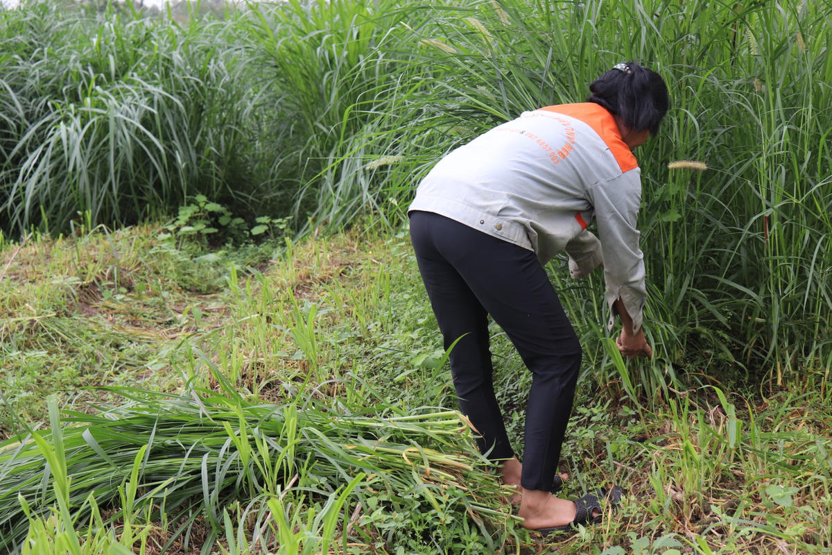 Mỗi ngày, chỉ cần cho đà điểu ăn một lần vào buổi sáng. Loài "chim khổng lồ" này thường rất thích ăn cỏ voi xay nhuyễn và trộn với cám.