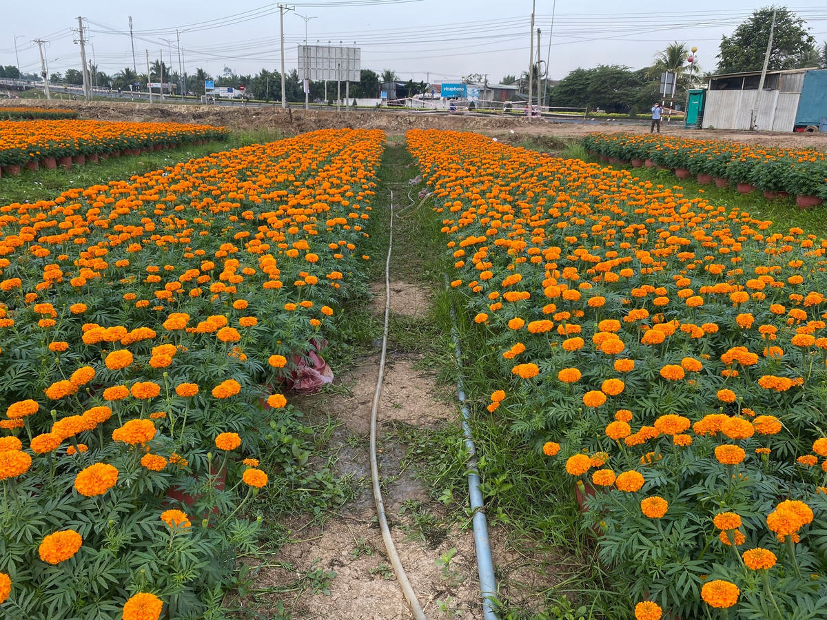 Hầu hết nhà vườn ở khu vực này chọn lựa giống hoa kiểng ngắn ngày chi phí ít, thu hồi vốn nhanh.