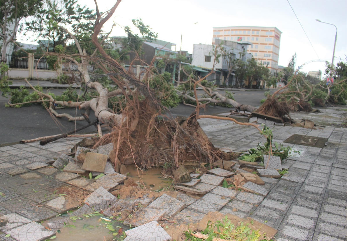 Cây bật gốc ngã la liệt trên phố Tam Kỳ.