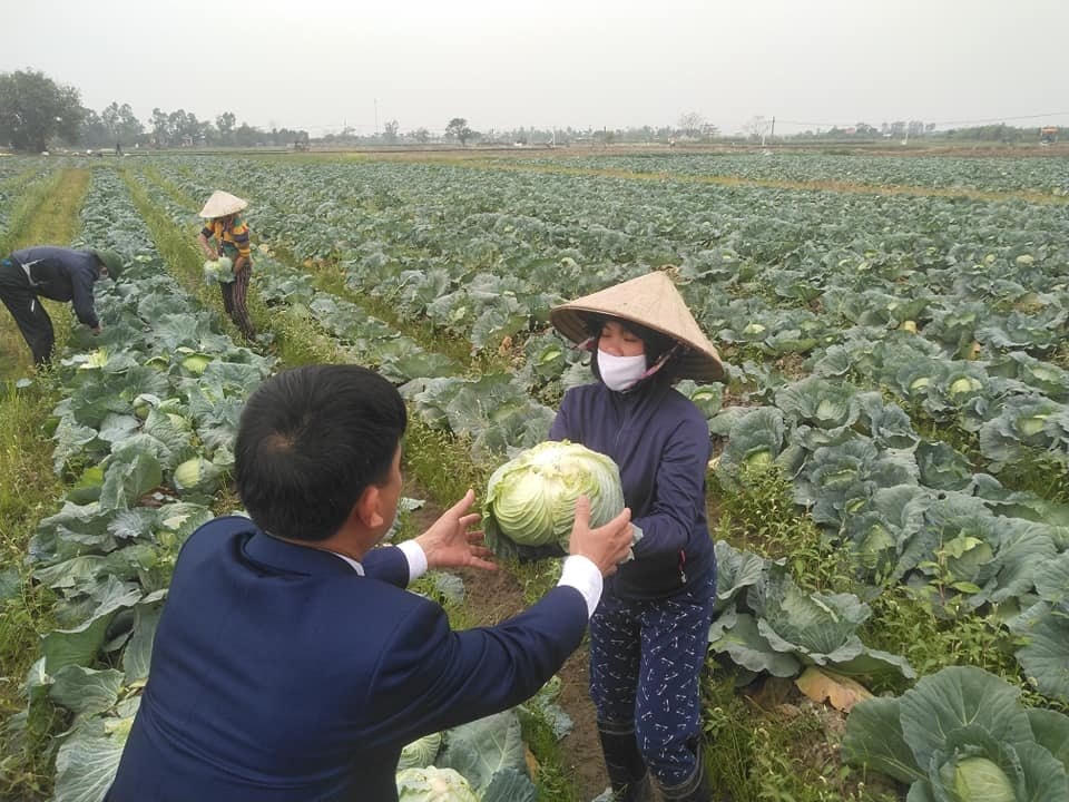 Hải Phòng: Trong 1 ngày, thần tốc 'giải cứu' 60 tấn bắp cải 