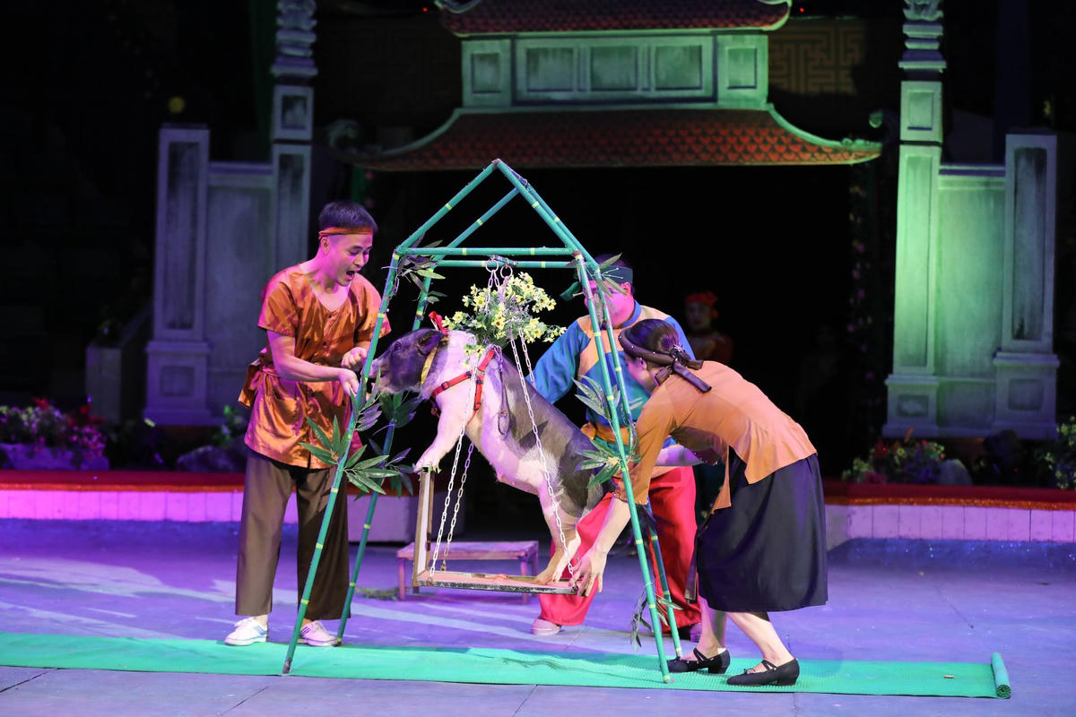 Tiết mục xiếc lợn.