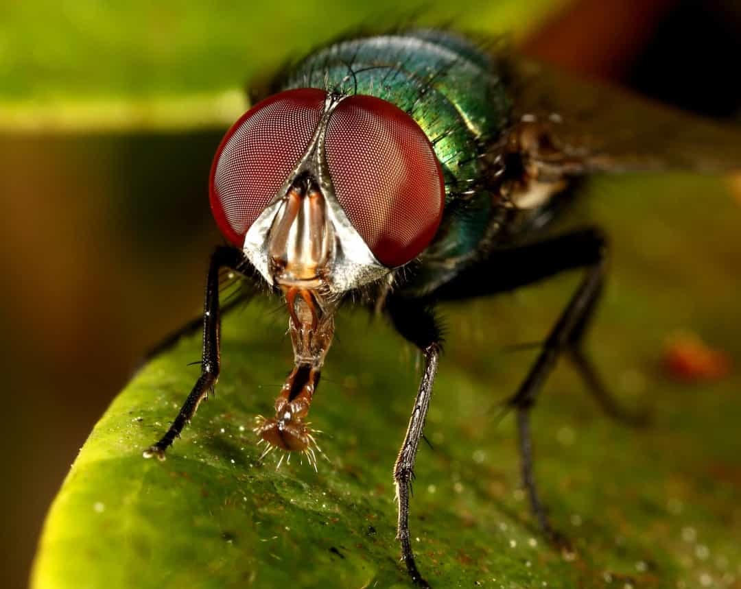 Động vật hoang dã: Những chiếc lưỡi đặc biệt và hữu dụng