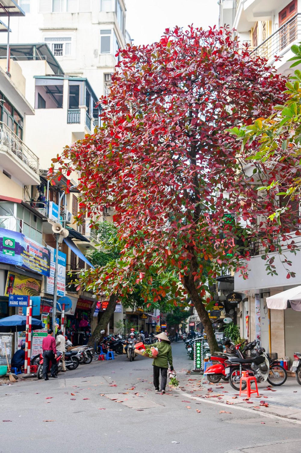 Một cây bàng đỏ ối dù đang vào hè.