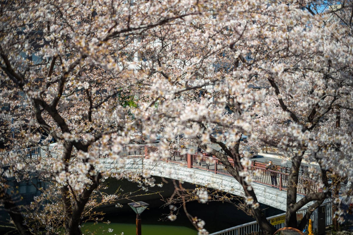 Anh đào nở rực rỡ dọc sông Meguro, Tokyo. Ảnh: Japan Times.