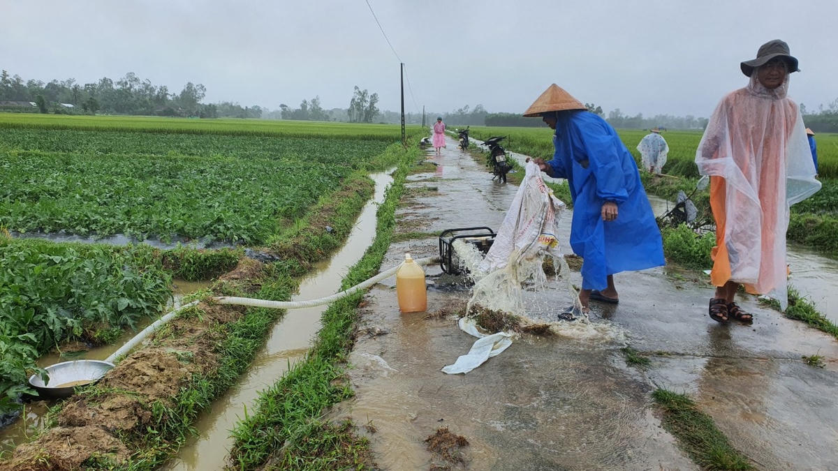 Dùng máy bơm cứu dưa nhưng trời tiếp tục mưa lớn bà con rất buồn lòng.