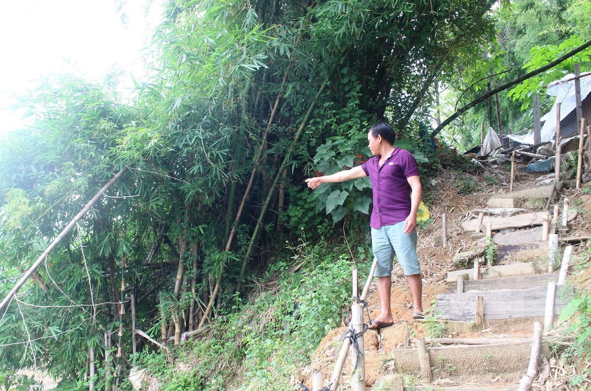 Anh Cư chỉ bụi tre gia đình trồng giữ đất khỏi bị sạt lở.