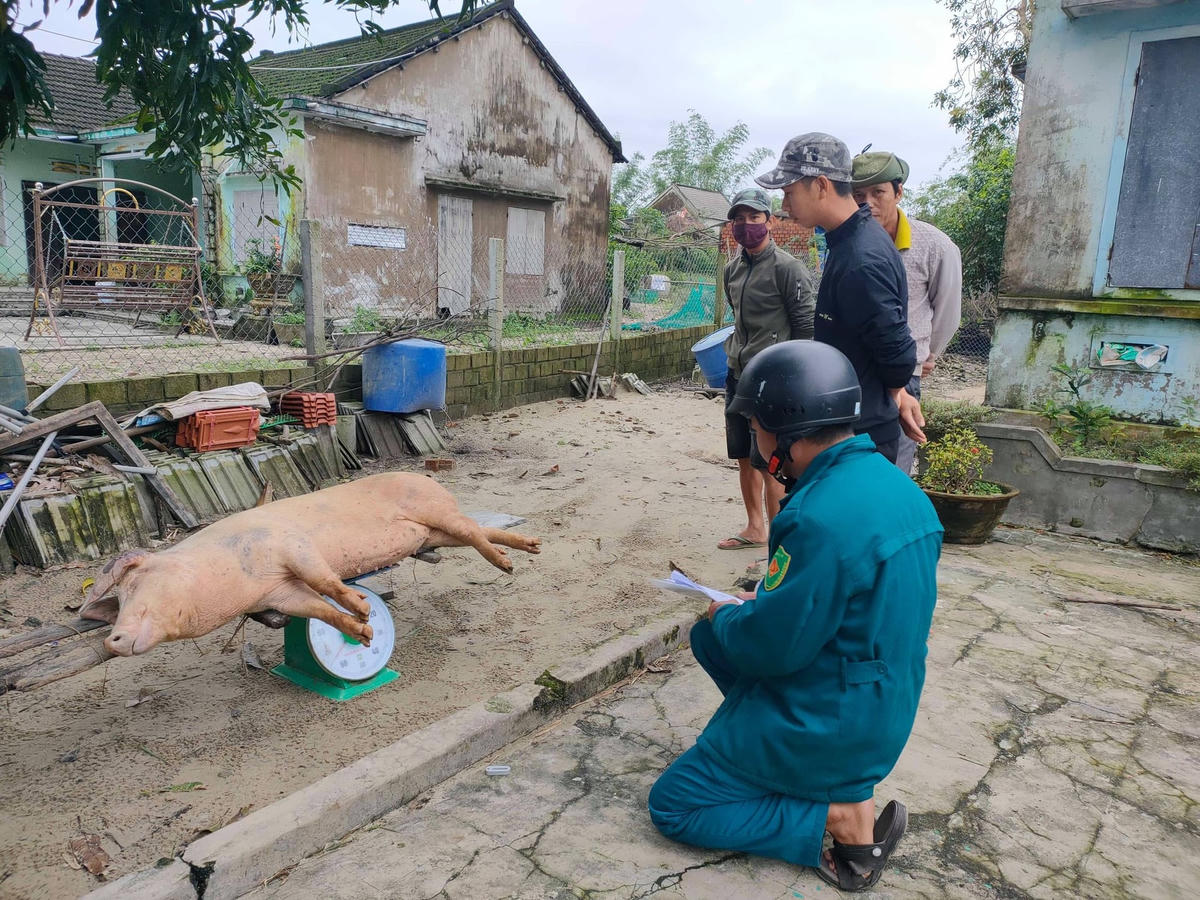 Lực lượng dân quân xã Bình Giang giúp người dân cân heo mắc dịch TLCP chết đi tiêu hủy.